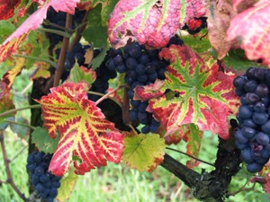 Raisins  vendanger sur les pieds de vigne