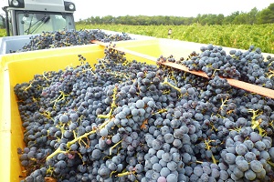 Parrainage et vendanges de vigne en Vallée du Rhône