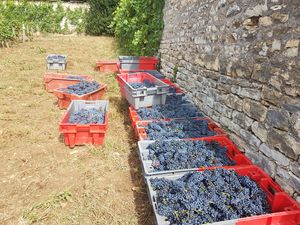 Cueillette du raisin bio à Santenay en Bourgogne