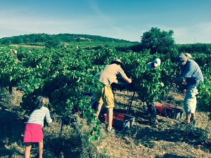 Parrainage de vigne et journée au domaine en Languedoc