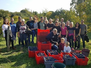 Journée vendanges adoption de pieds de vigne en Val de Loire