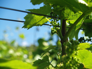Parrianez des pieds de vigne et découvrir le travail de vigneron en vigne