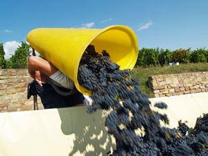 Adoptez des pieds de vigne en cadeau et participez aux vendanges des raisins bio en Alsace