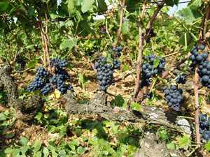 Louer des pieds de vigne et participer aux vendanges en Bourgogne