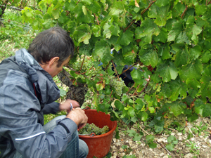 Adoption vignes  Chablis, vin blanc