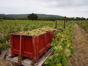 stage récolte des raisins au domaine la cabotte