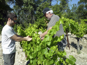 Coffret cadeau location pied de vigne dans la Vallée du Rhône