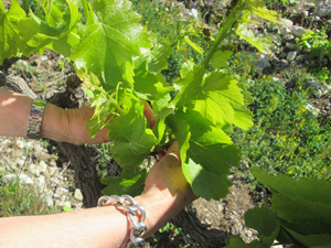 Coffret vin personnalise dans la Valle du Rhone, vin rouge