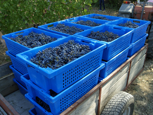 Participez à la récolte de raisin dans le Languedoc lors des Journées Vendanges chez Gourmet Odyssey