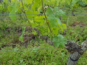 Parrainage de ceps de vigne bio