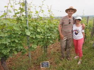 Louez des vignes bios en Alsace et obtenez vos bouteilles