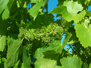 Stage viticulture bio en Côtes du Rhône