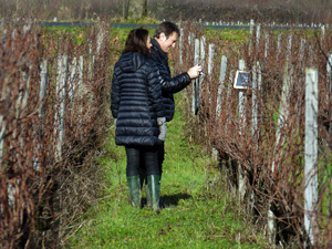 Coffret cadeau parrainage de cep de vigne  Bordeaux.