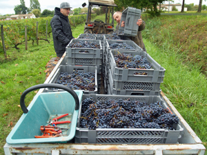 Coffret cadaeu pour vendanger de raisins  Bordeaux