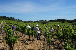 Stage dcouverte oenologie et viticulture