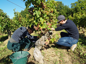Rcolte du raisin en Val de Loire 2014