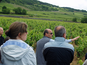 Introduction en vigne au Domaine Chapelle Parcelle le Clos des Cornires