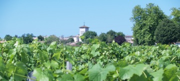 Location pieds de vigne. Exprience Vin Gourmet Oyssey  Bordeaux