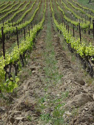 labour viticulture bio Valle du Rhne la Cabotte
