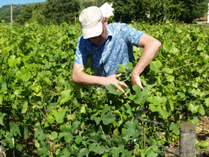 Rencontre vigneron indépendant bio en Bourgogne