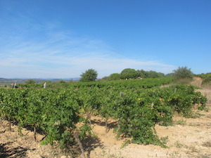 Location de vignes en France