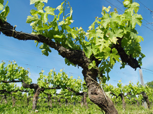 Coffret cadeau stage oenologie  Bordeaux. Participez au travail en vigne avec L'Exprience Vin.