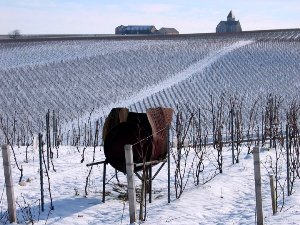 Pieds des vignes chablis sous la neige Domaine Jean-Marc Brocard