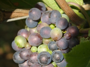 les grappes de raisins murissent