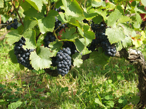 Etat sanitaire raisin 2014 régions viticoles