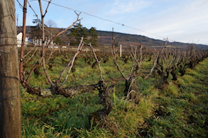 travaux vigne hiver Bourgogne