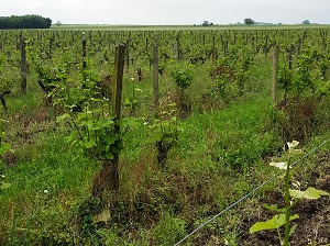 Journée découverte de la vigne et du vin au Château de la Bonnelière dans la Loire