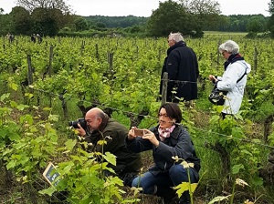 Adoption de pieds de vigne et journées au domaine en Val de Loire 