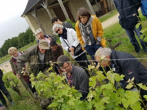 Journée participative sur le travail de la vigne au domaine