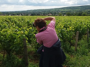 Adoption pieds de vigne à Santenay en Bourgogne