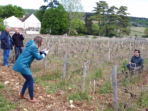 Parrainage de vigne bio à Santenay au Domaine Chapelle