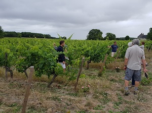 Cadeau coffret vin adotpion de pied de vigne en Loire