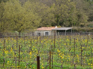 Locationde vignes en Languedoc pour faire son vin bio