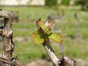 Formation aux travaux de viticulture bio à Santenay