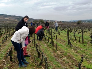 Visite de domaine viticole et vignoble à Santenay