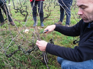 Stage taille de la vigne en Bourgogne