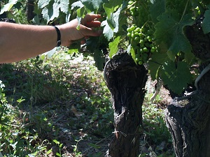 Effeuillage des vignes pour gagner en maturité des raisins