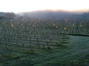 Bougies allumées le matin dans les vignes pour éviter le gel des bourgeons