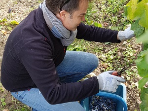Récolte cabernet franc 2017 en Loire