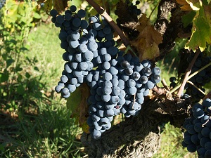 Stage oenologie dans la vigne en Vallée du Rhône