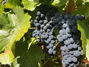 Vendanges 2020 du Pinot Noir à Santenay en Bourgogne