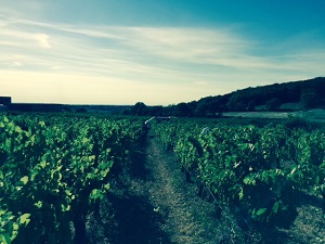 Adoption de pieds de vigne dans le Languedoc au Domaine Allegria