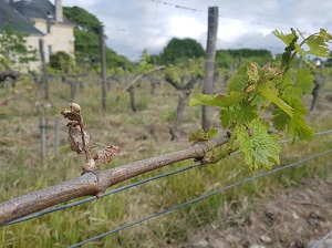 Stage viticulture protection de la vigne en Loire