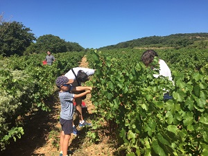 Coffret cadeau vedanges dans le Languedoc en vigne bio