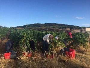 Vendanges du cinsault bio en Languedoc