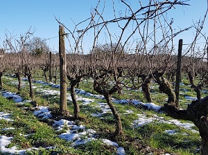 Adoption de vignes bio à Chinon en Val de Loire